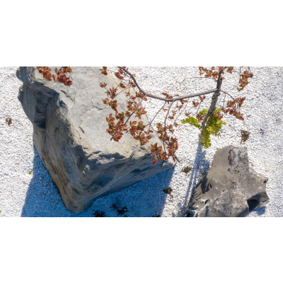 Grys White Angel 10-15