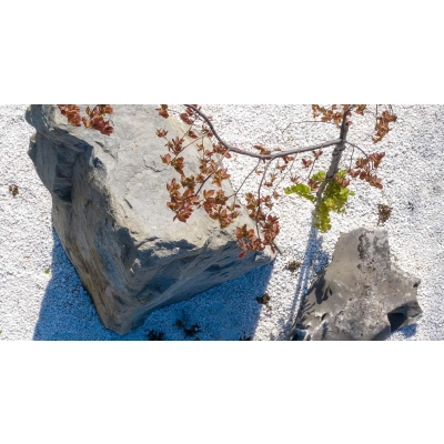 Grys White Angel 10-15