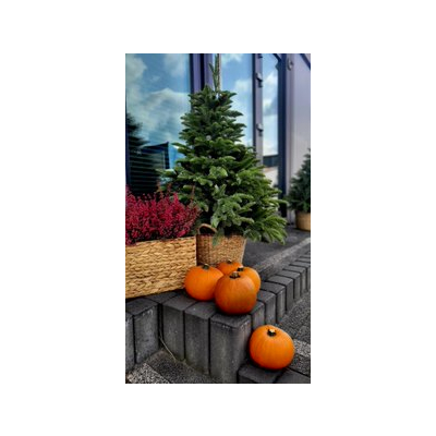 Choinka sztuczna Jodła szlachetna jak żywa  PE w donicy