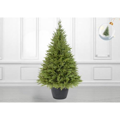 Świerk kaukaski w donicy 130cm